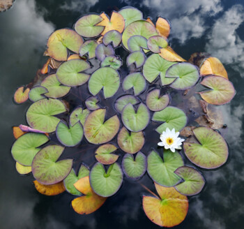 Detail of water lily
